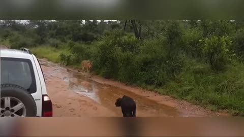 A female African buffalo defends her young a lioness trying to catch it
