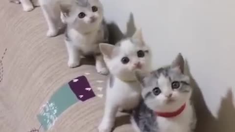 Cutes 🐱 cats