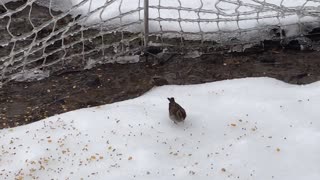 Visiting snow bird
