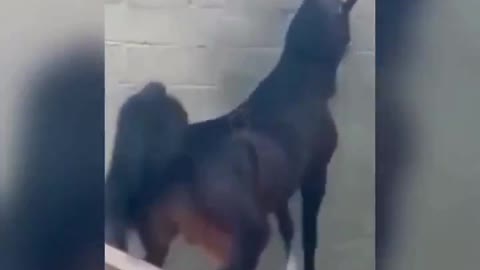 horse very crazy with jealousy