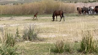 Wild Colt Has Zoomies in Nevada