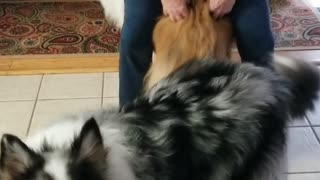 Puppy wiggle