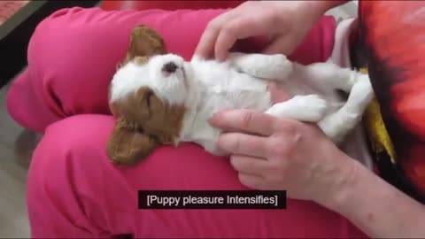 In Less Than 1 Minute, These Tiny Puppies Will Change Your Day! Cutest