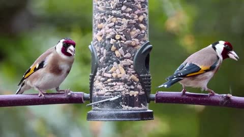 Goldfinch singing with excitement and eating