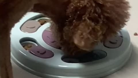 Cute brown poodle doing nosework 2