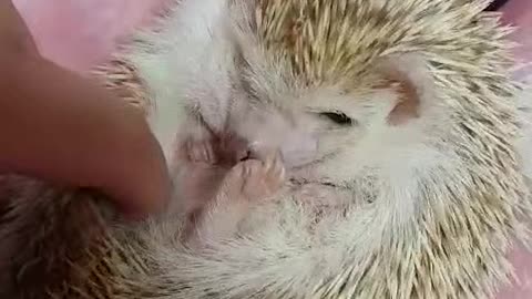 hedgehog wants scratch