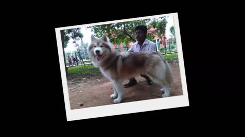 Wooly coat Husky Puppy To Adult (Growth)