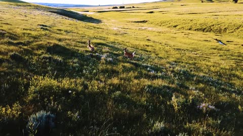 Drone camera following wild deer running free in majestic hilly grassland landscape