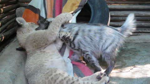 Baby lion and hyena are best friends