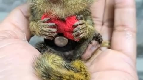 cute pocket monkey