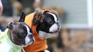 Boston Terrier Screeches at Passing Cat