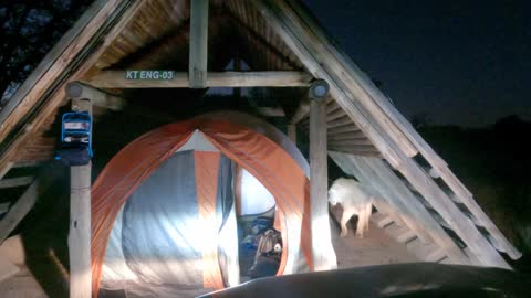 Lion Climbs Into Campers Tent
