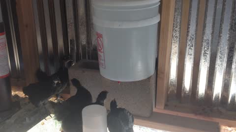 Rare Black Java chicks enjoying their new waterer!