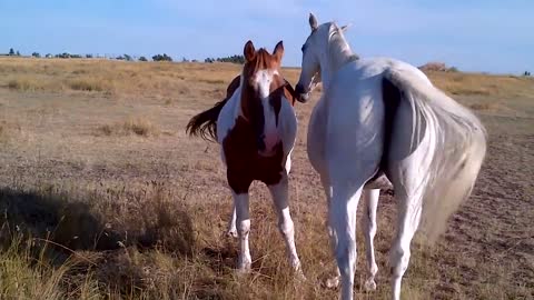 Two beautiful horses taking care of each other.