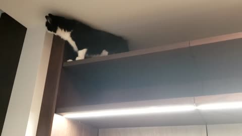 cat gets stuck