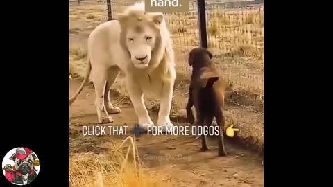 Random funny dogs videos clips