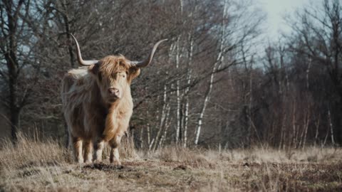 highland cows cows cattle scotland livestock