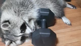 Raccoon tastes dumbbells to be strong.