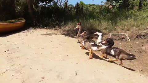 Ducklings waiting for the canoe to arrive!