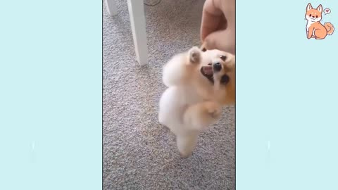 awesome funny dogs on tiktok