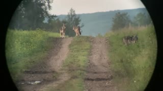 Wild Canadian wolf pups