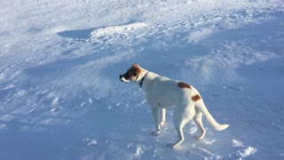 Doggo Rolls Down Snowy Hill