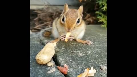 cute squirrel eats nuts