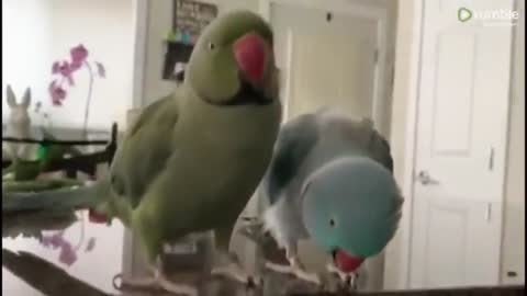Parrots incriblity talk