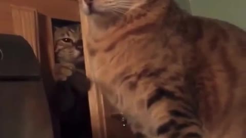 A strong slap in the cat's face