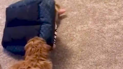 Dog and baby Compilation