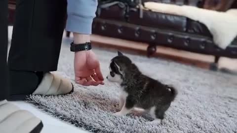 Micro Husky Puppy ''Real'' (Video used by scammers to sell lookalike toys!)