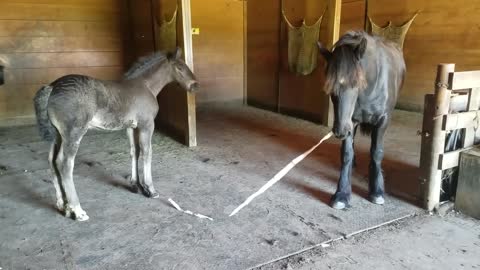 Spoons the orphaned foal plays with her half brother