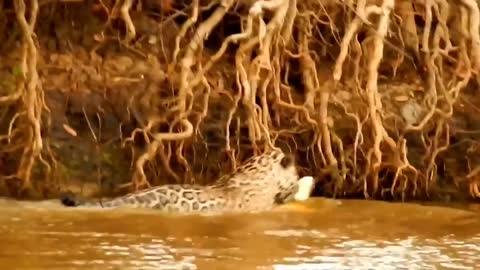 Cheetah vs crocodile fighting fighting | part 3 |animal fighting