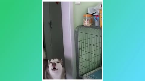 VERY COMEDY TRY NOT TO LAUGH TOO FUNNY PETS 😂 PICTURED AND FUNNY DOGS
