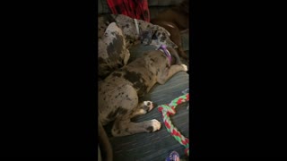 Service Dog: More Puppy Videos of Gemini!