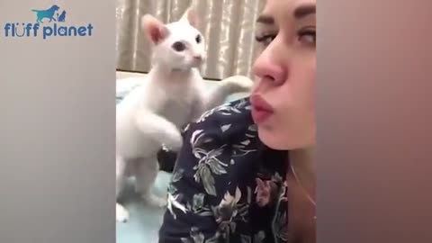 Best Of Cat Slap Compilation - Angry & Funny Cats
