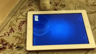 Cat Playing with Fish from Tablet