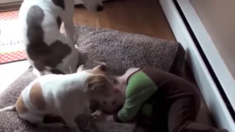 Funny Dog Playing with Babies