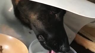 German Shepherd Drinking in Slow motion