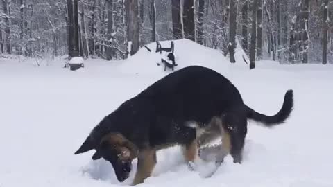 dog searches for snowball - the great snowball search_1