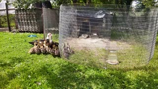 Duck with ducklings