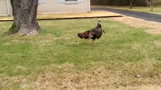Mail Carrier Chased by a Turkey
