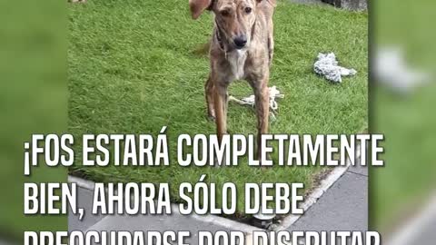 Encuentra un pobre perro con la espina dorsal rota y decide ayudarlo de la mejor forma posible