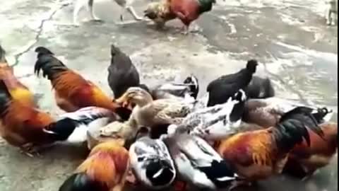 🐔🐕Chicken VS Dog Fight - Crasy And Funny Dog Fighting Video