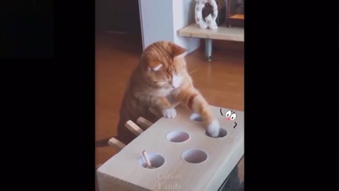 cute Cats funny Video 😻😻😻