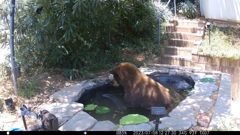 Black Bear Figures Out How to Stop a Water Fountain
