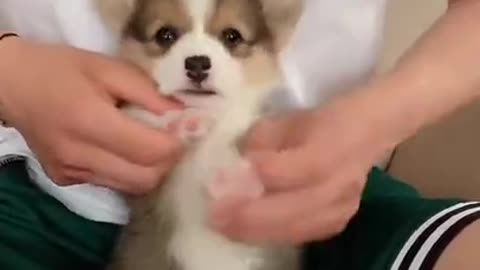 Cute pets dance like people