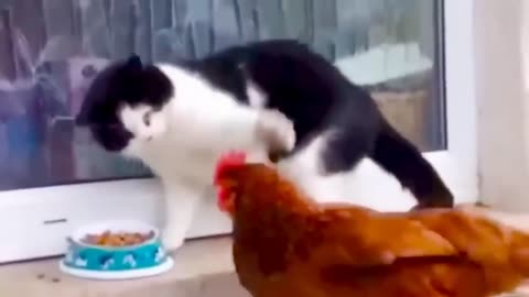 Funny 🤣😁 animals || Cute kittens play with chicken || Hen and Ducks