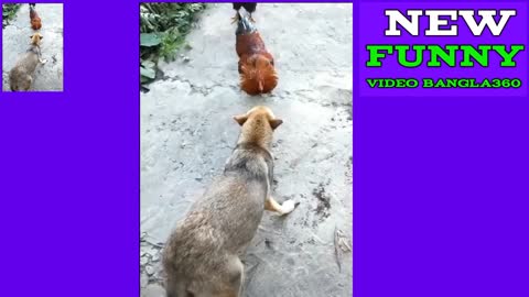 ChickenVSDog Fight - Funny Dog Fight Videos