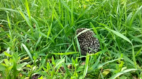 Hedgehog in the forest fleeing from a predator?